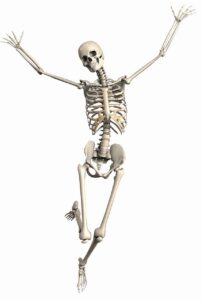 skeleton, female, endoskeleton-2504341.jpg